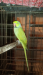 Ringneck Parrot